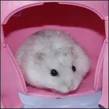 Quelle est cette race de hamster ?