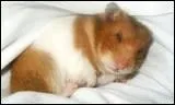 Les hamsters sont plus rveills :