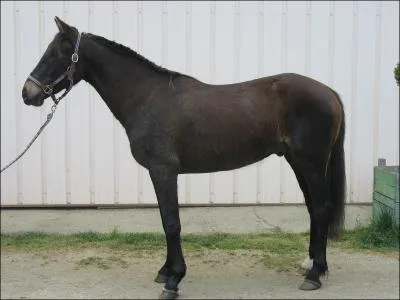 Combien un cheval a-t-il d'allures (sans le petit galop) ?