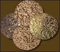 Que ne faut-il jamais donner � un poney ?