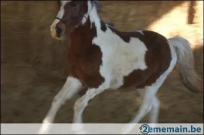 Quelle est la robe d'un poney � taches (deux couleurs) ?