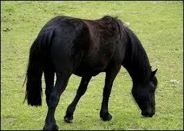 Quelle est la robe de ce poney ?