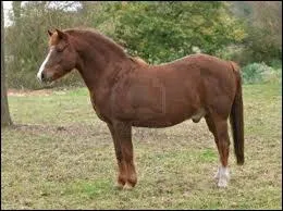 Quelle est la robe de ce poney ?