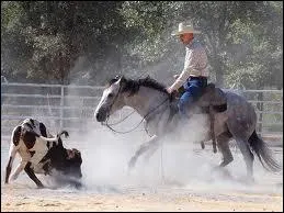 Quelle est la discipline pratique sur cette photo ?