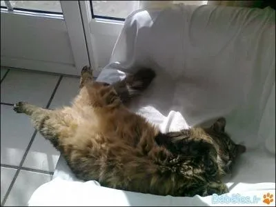 Serait-ce une faon de dire que l'auteur de La dame aux camlias se la coulait douce ?