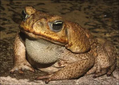 Comment se traduit un  crapaud  en anglais ?