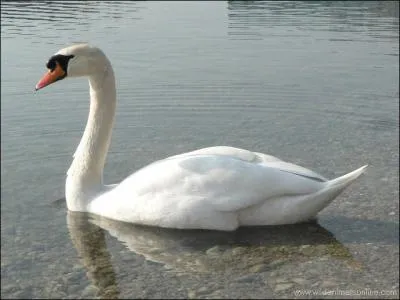 Comment se traduit un  cygne  en anglais ?