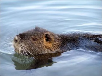 Comment se traduit un  ragondin  en anglais ?