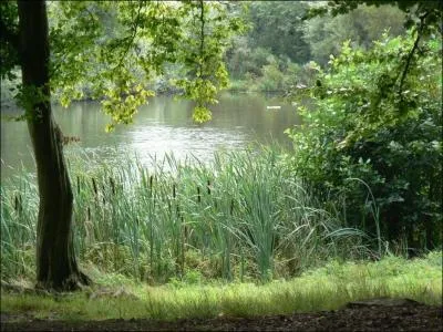 Comment se traduit un  roseau  en anglais ?