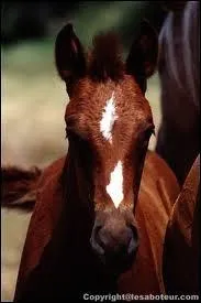 Comment appelle-t-on cette marque ?