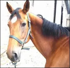 Comment appelle-t-on cette marque ?