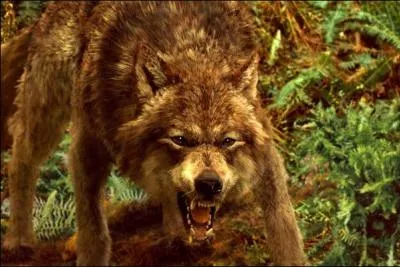 Comment s'appelle le loup-garou principal ?