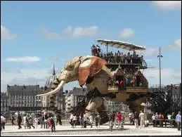 Traits comme des peaux de vaches