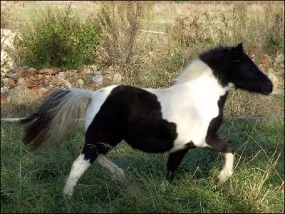 Quelle est la couleur de ce cheval ?