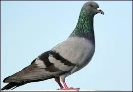 Qui a peur des pigeons ?