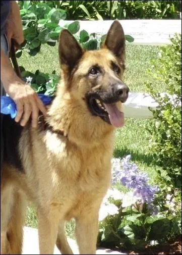 Quel bijou Bongo (le chien de Mike) avale-t-il ?