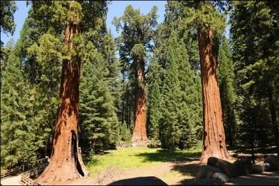 Aux tats-Unis, le  Gnral Sherman , un squoia d'une hauteur de 83 m, est considr comme l'tre vivant le plus volumineux de la plante. Dans quel tat des USA culmine ce colosse ?