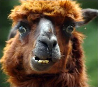 Le prochain qui me dit que j'ai une sale tte, je lui crache dessus !