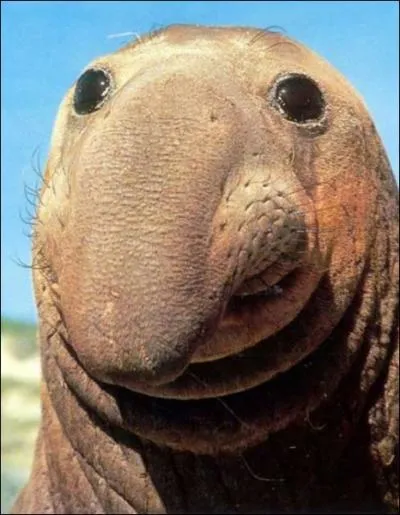 Quoi, ma gueule, qu'est-ce qu'elle a ma gueule ?