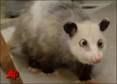 Comment a je louche, fais gaffe, je mords aussi !