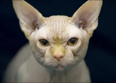 Il faut le surveiller pour viter qu'il fasse du mal  la rponse de la Q3 :