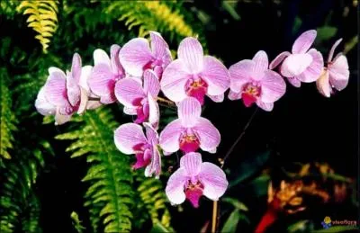 Tir d'un roman de James Hadley Chase, l'histoire d'une hritire spollie... bien avant les Btancourt :