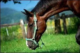 Quelles sont les robes admises de cette race ?