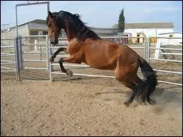 Quelles disciplines sont principalement adaptes  cette race ?