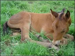 Quel croisement a fait le premier selle franais ?