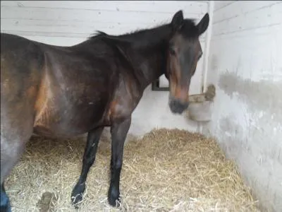 Voici mon petit poney (S. F) ! Quel est le caractre de cette race ?