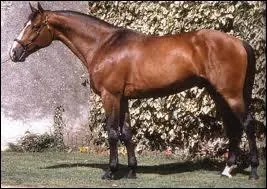 Quelle est sa morphologie ?