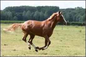 Quelle proposition est juste pour cette race ?