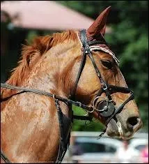 Quelle proposition est juste pour cette race ?