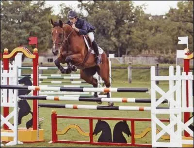 Parmis ces races, laquelle n'est pas prsente dans les CSO ?