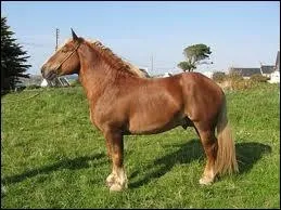 Quelle est la race de ce cheval de trait ?