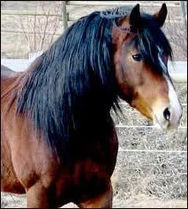 Quelle est la race de ce poney ?