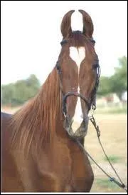 Quelle est la race qe ce cheval aux oreilles recourbes ?