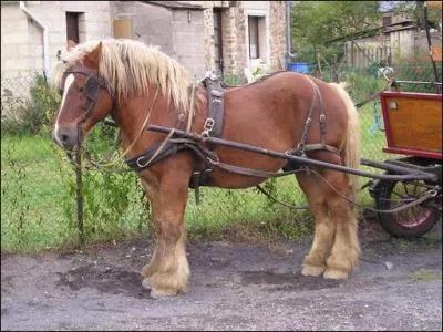Laquelle de ces races n'est pas une race de cheval de trait ?