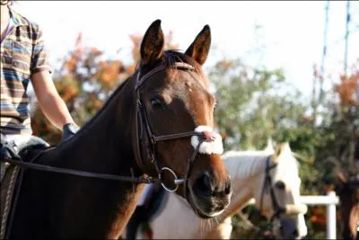 Quel est ce type de filet ?