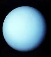 Quelle est cette plante ?