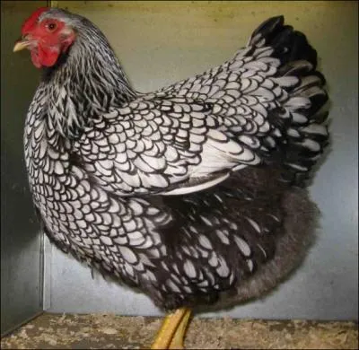 Race de poules d'levage amricaines, apprcie pour sa chair et bonne pondeuse :