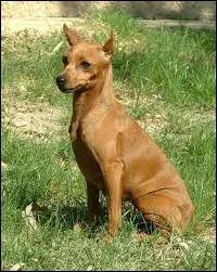 Quelle est la race de ce chien ?