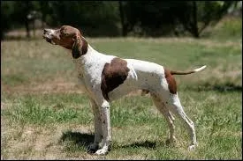 Quelle est la race de ce chien ?