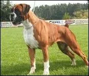 Quelle est la race de ce chien ?