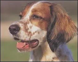 Quelle est la race de ce chien ?