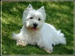 Quelle est la race de ce chien ?