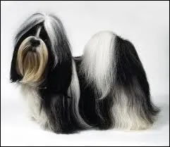 Quelle est la race de ce chien ?