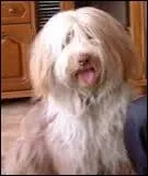 Quelle est la race de ce chien ?