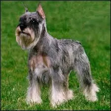 Quelle est la race de ce chien ?