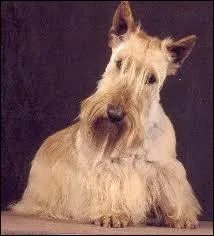 Quelle est la race de ce chien ?